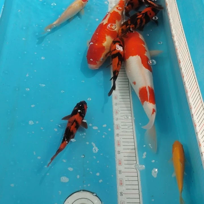 锦鲤冷水锦鲤观赏鱼2