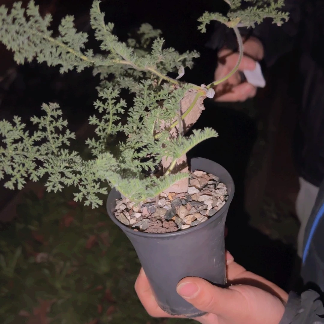 R****.块根植物块根植物