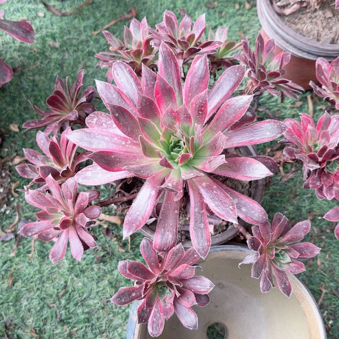 无花朵孔雀锦中号