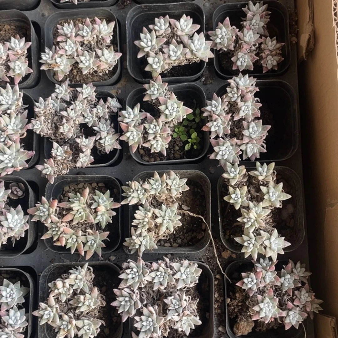 白菊6头起发3颗一组