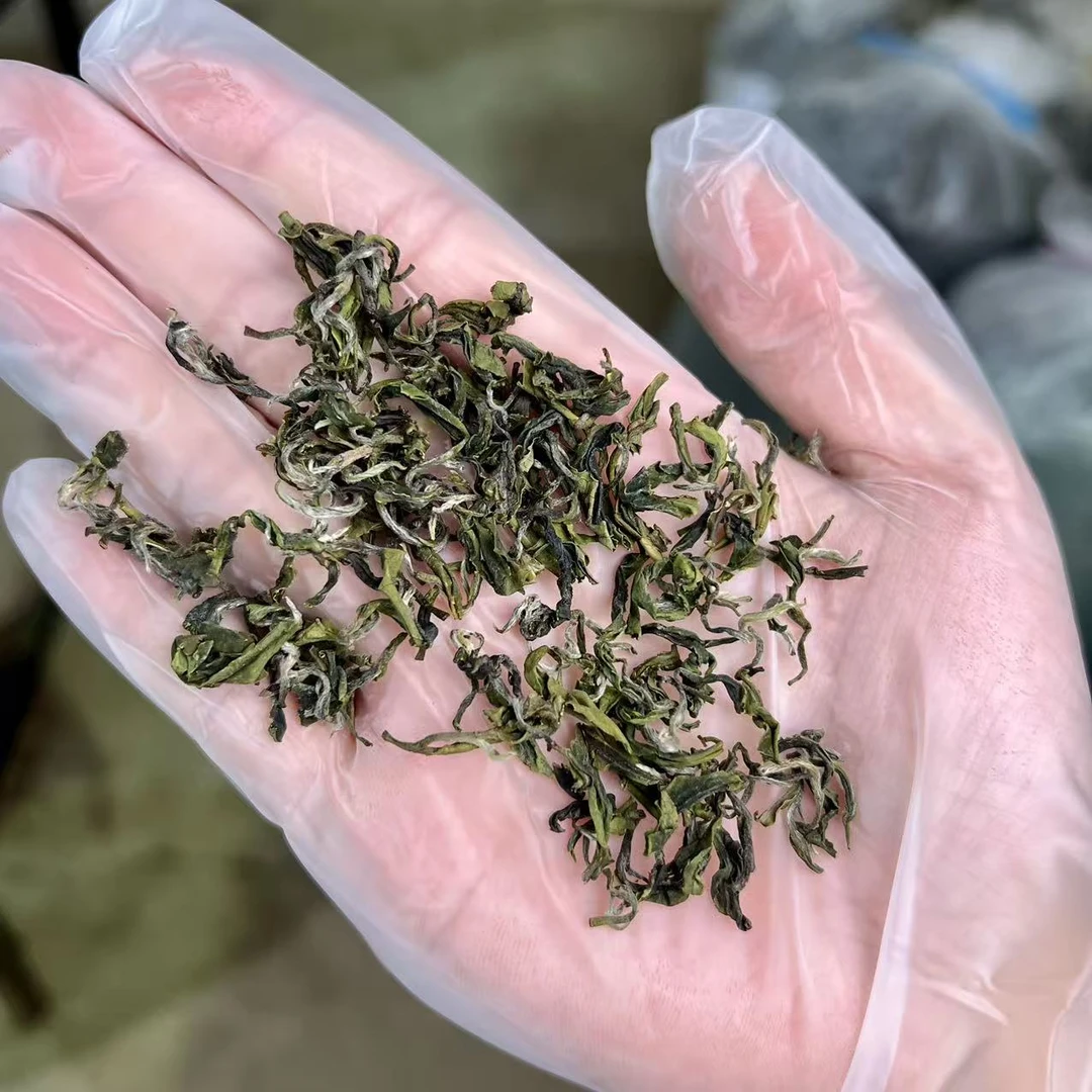 雲松山日照绿茶2025年十月上旬晚秋一细秋茶板栗香浓郁不苦不涩