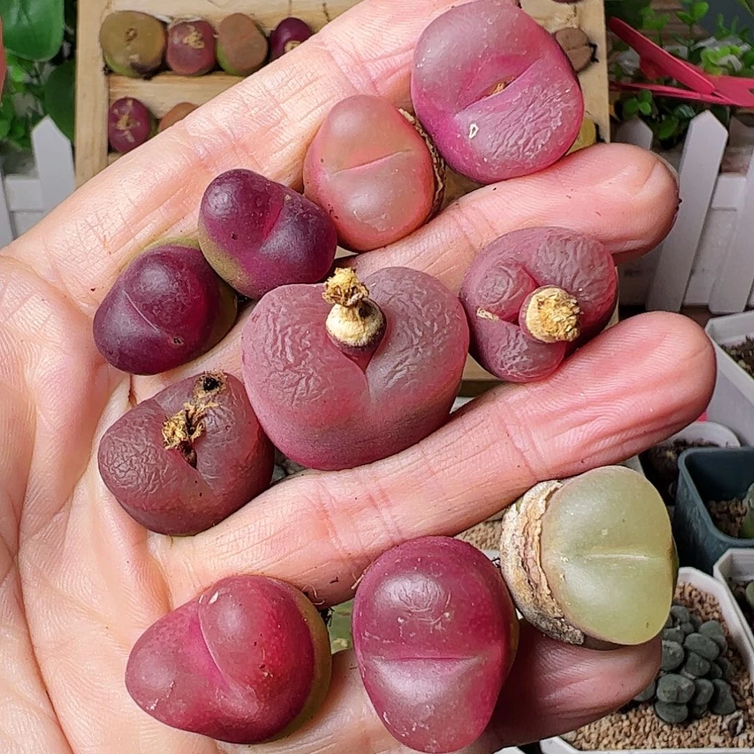 超毛一手包邮…………………