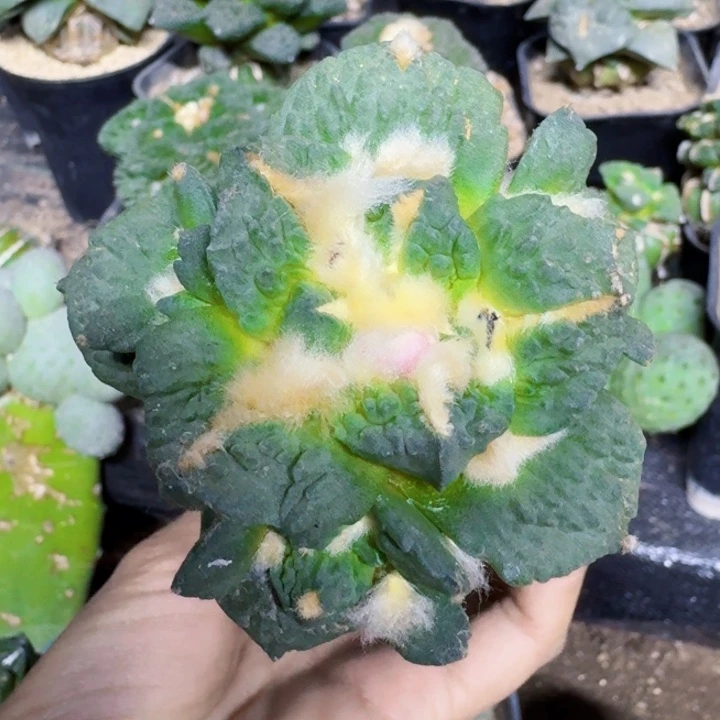 无花朵751大尤哥怒牡丹