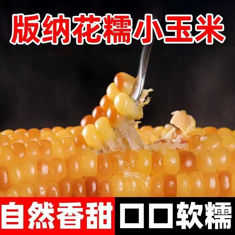 西双版纳新鲜花糯小玉米真空 开袋即食早餐代餐