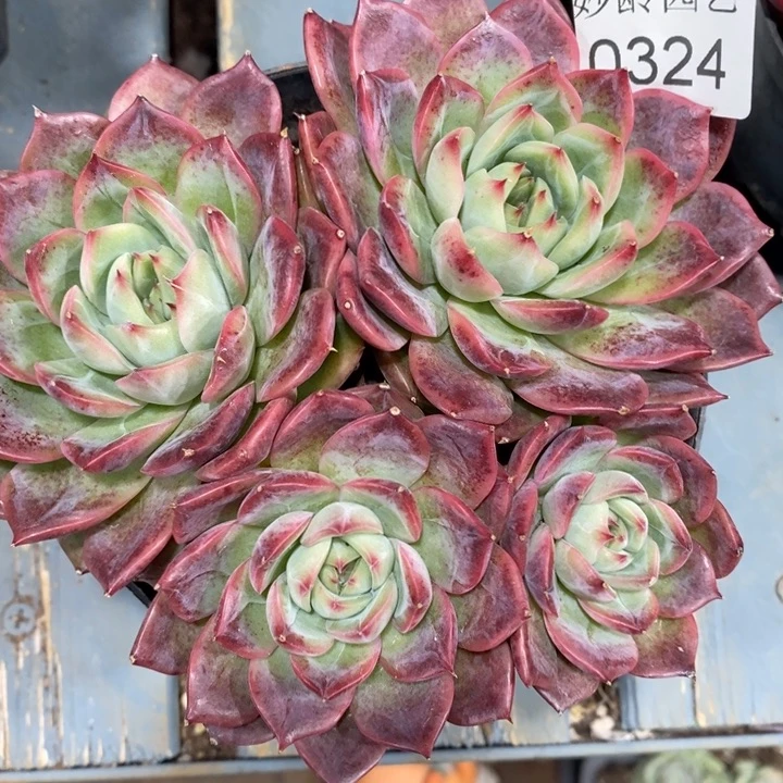 324开播福利～12厘米