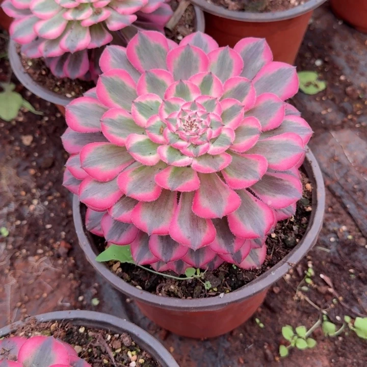 粉体红铜壶啊啊啊啊