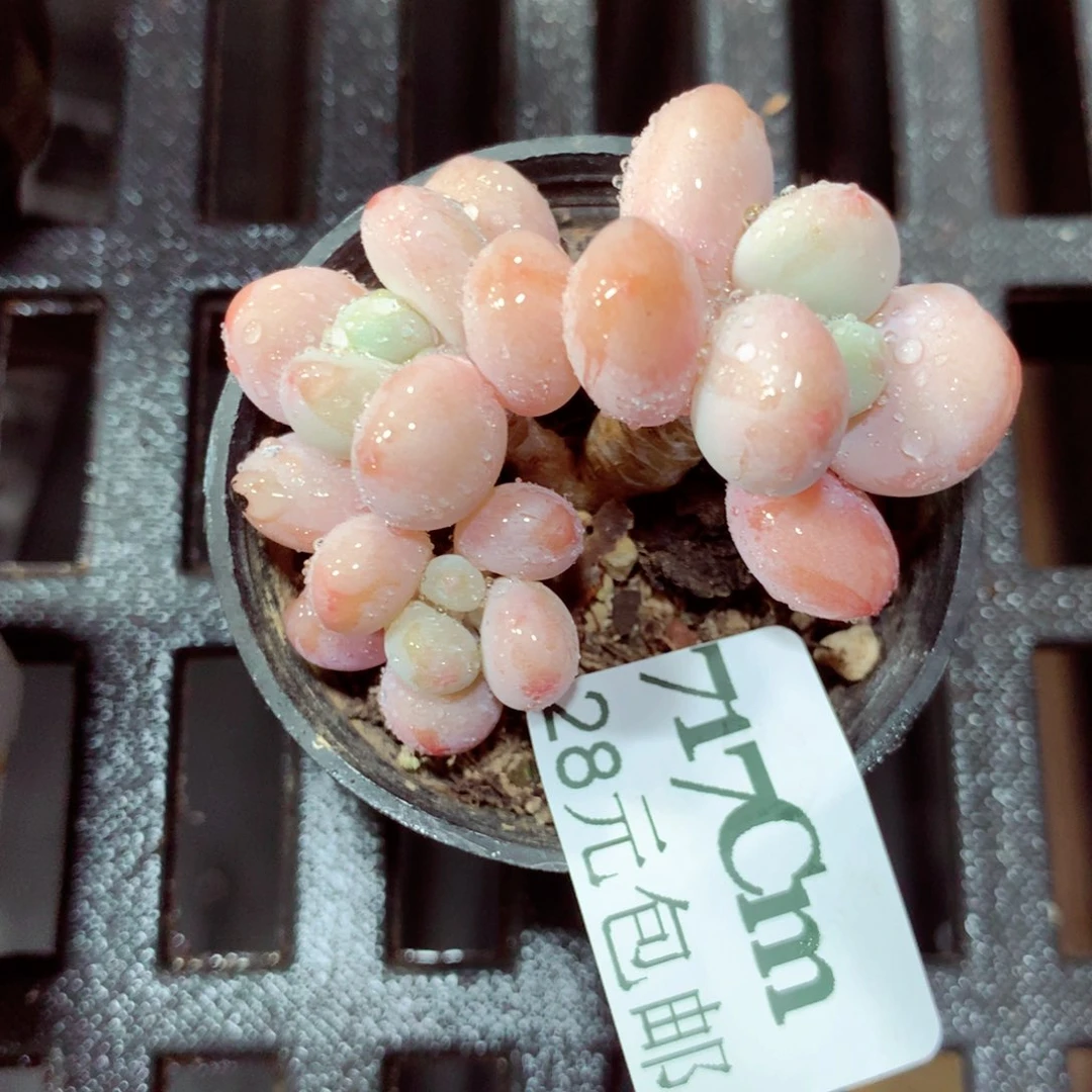 5厘米盆精控多肉717