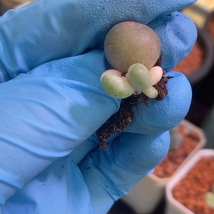 红手指锦多肉植物