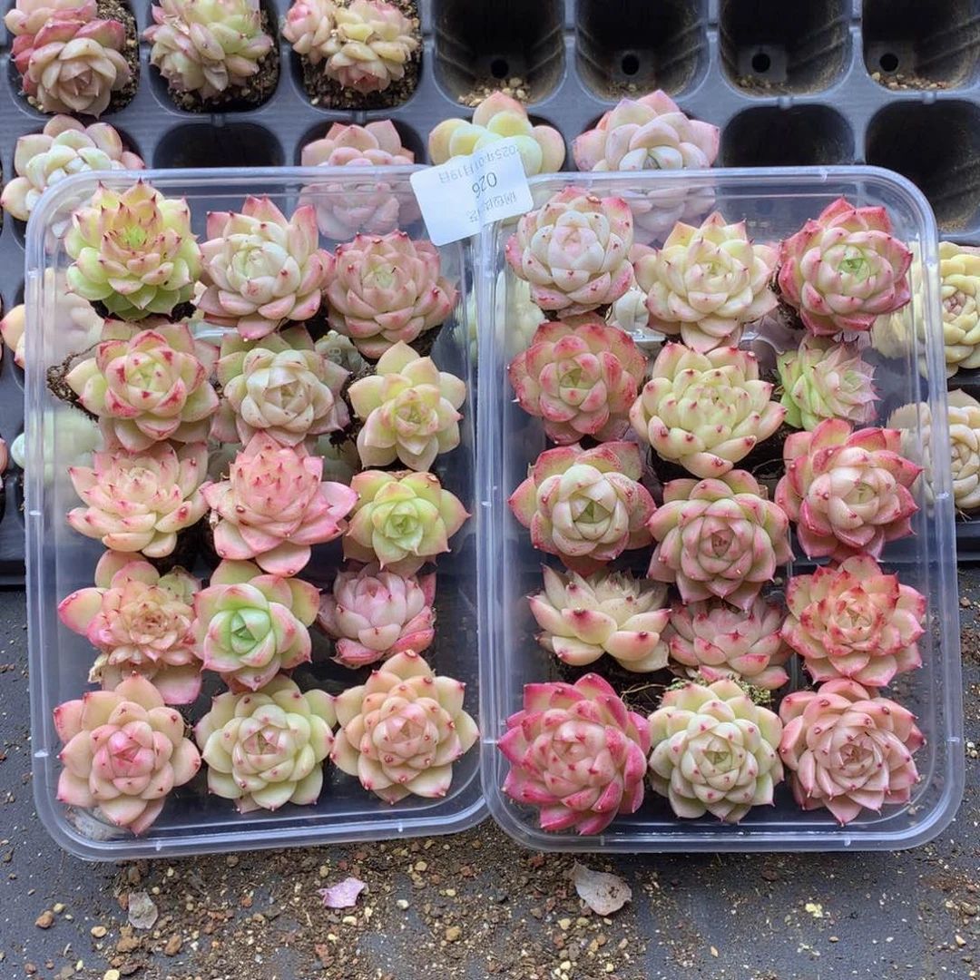 反反复复还是很开心026