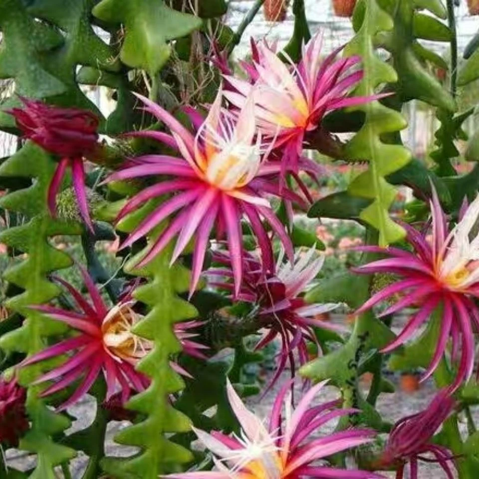 锯齿状姬昙花鱼骨令箭荷花室内可开花多肉仙人掌盆栽裸根单颗或多