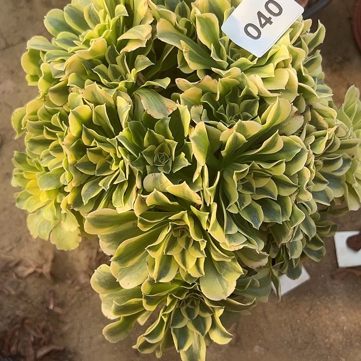 1.18-40绿豆沙多肉