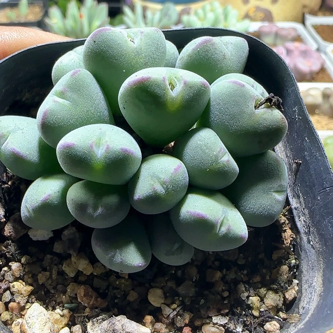 啊***哈哈哈哈哈哈哈哈58033