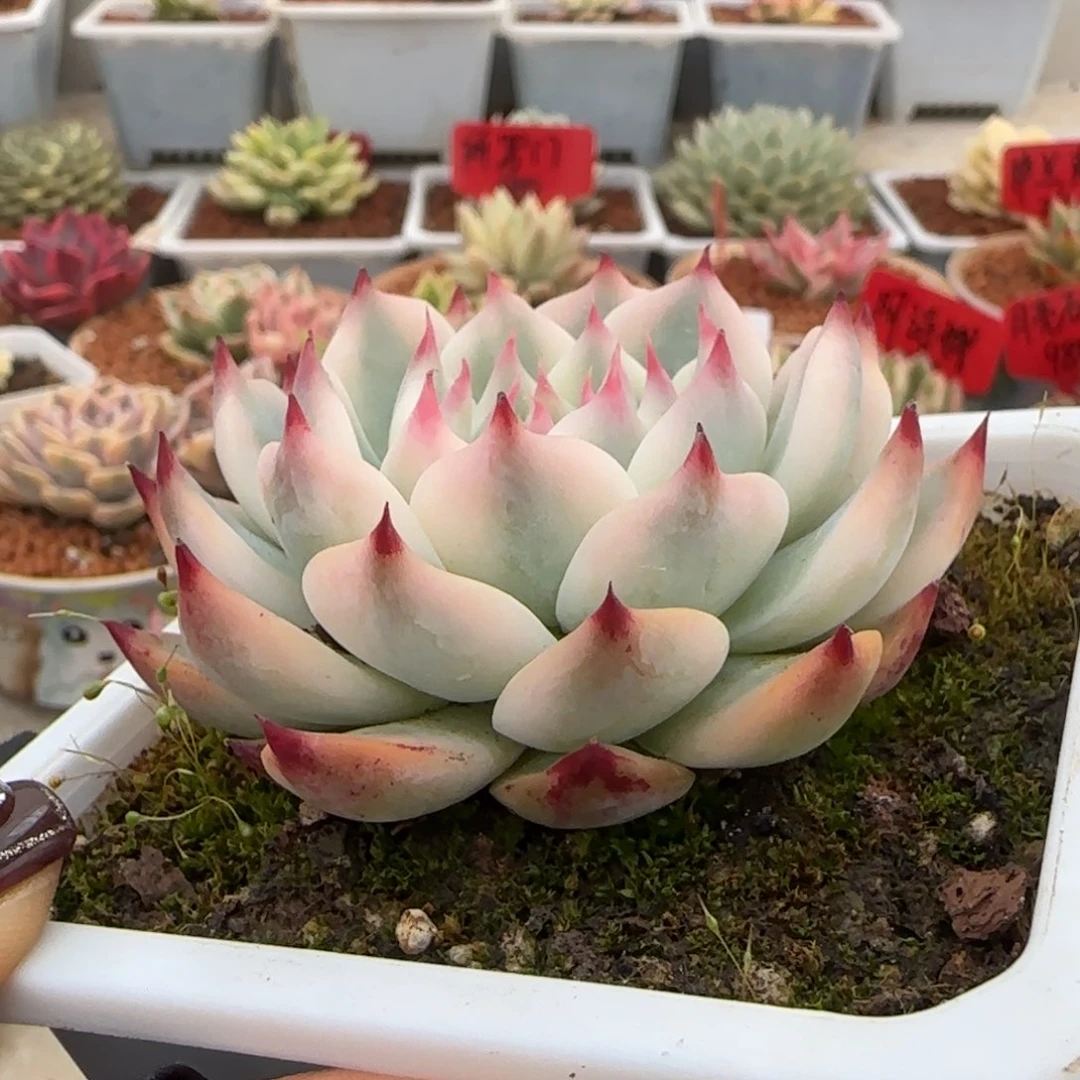 803吉娃娃锦多肉