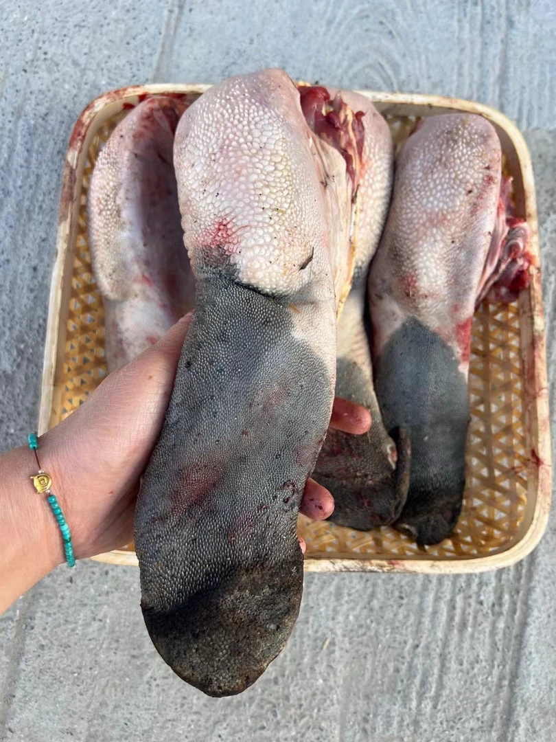 阿坝牦牛 新鲜牛舌