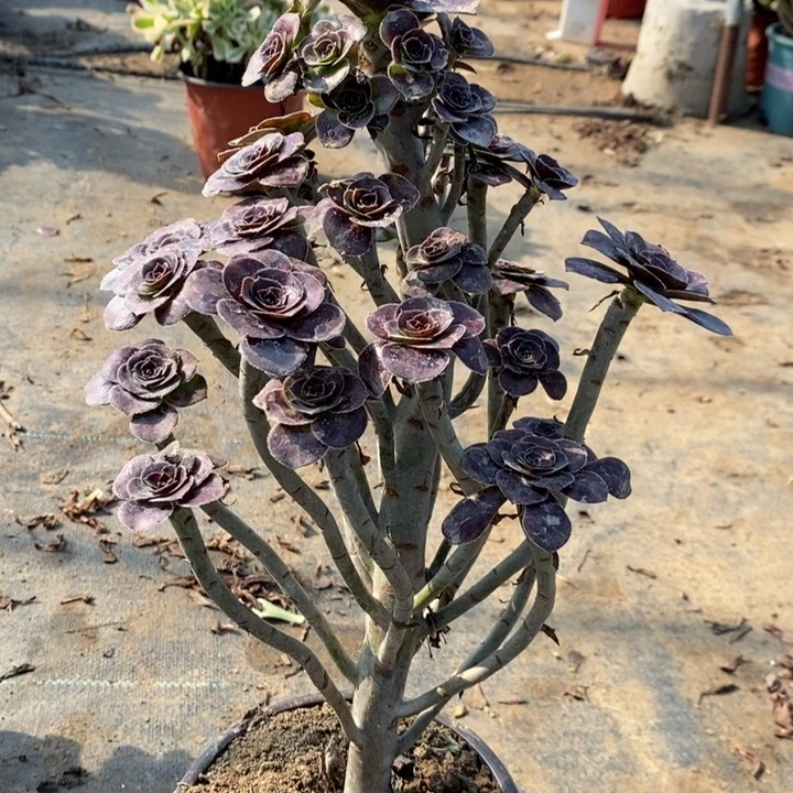 圆叶32多肉植物法师