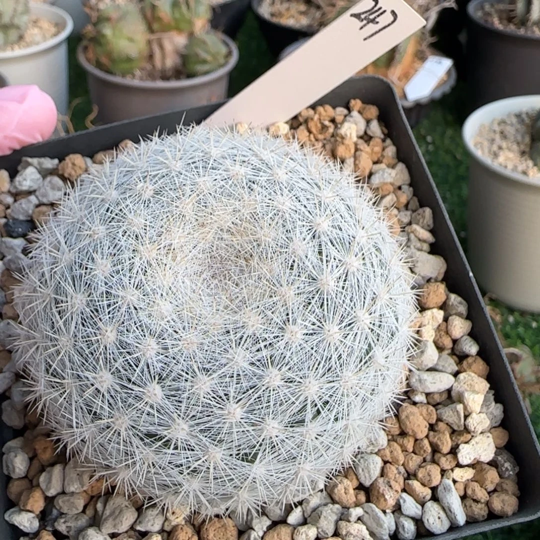 247脱土发 实生111