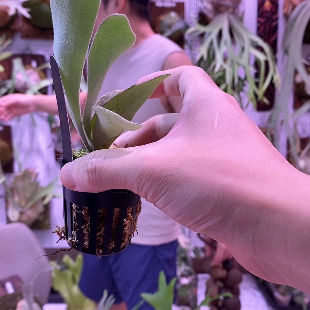 无花朵matata鹿角蕨