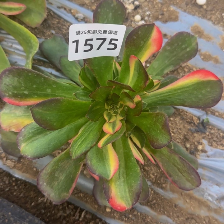 1575韶秀拉丝七彩