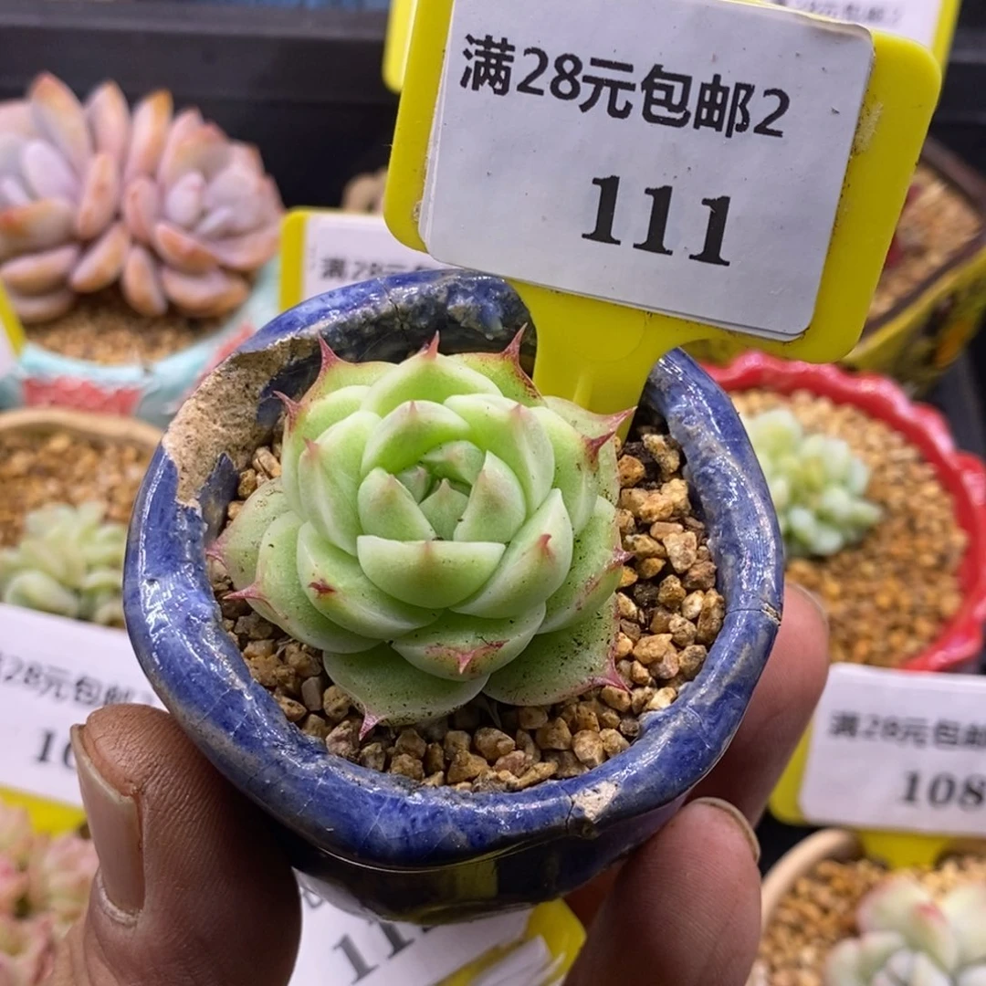 2111长睫毛麦秆多肉植物