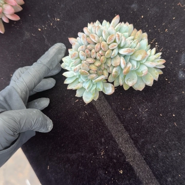 老***四10厘米左右一物一拍的