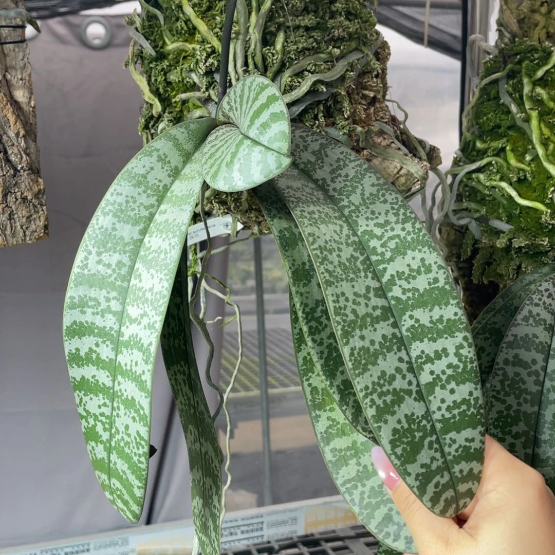 当前无花栽培后可以开花山採西