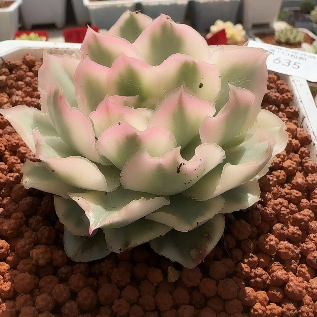 635系蝴蝶锦多肉植物