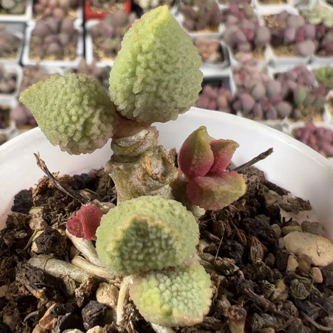 实生新品多肉植物水泡实生新品