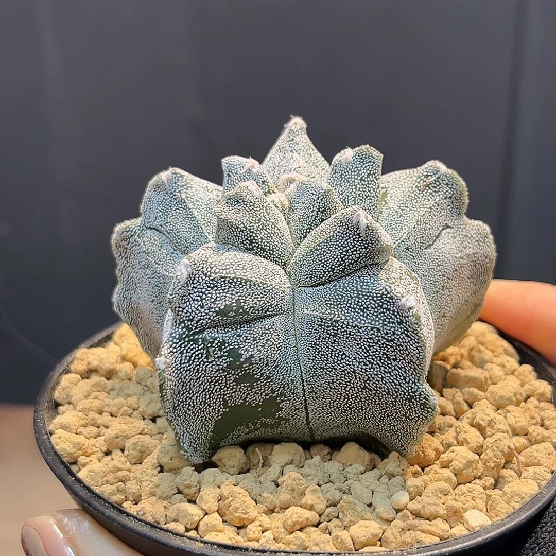 鸾凤玉Zzzzzzzzzzzzz