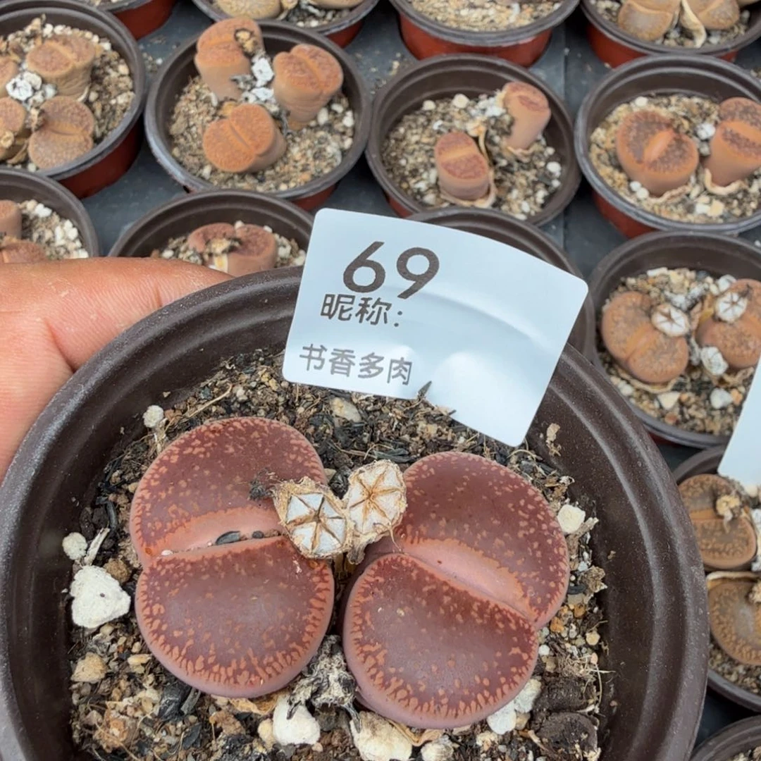 黑***砖多肉植物多肉植物多肉植物