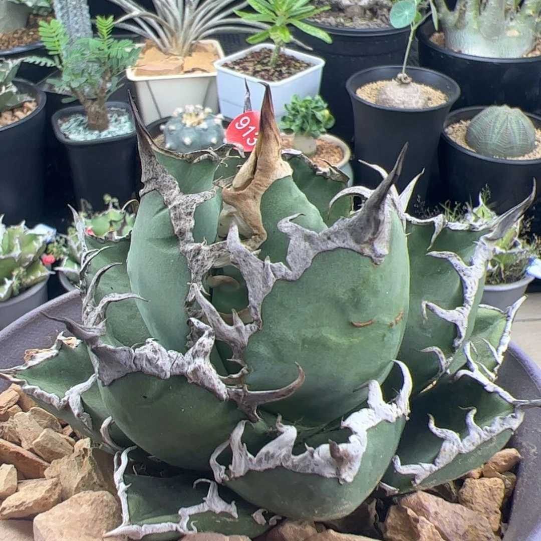 凯撒龙舌兰一物一拍脱土发