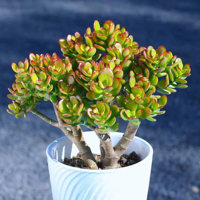 老桩摇钱树（带土发）姬红花月，老桩玉树多肉植物室内室外新手好养