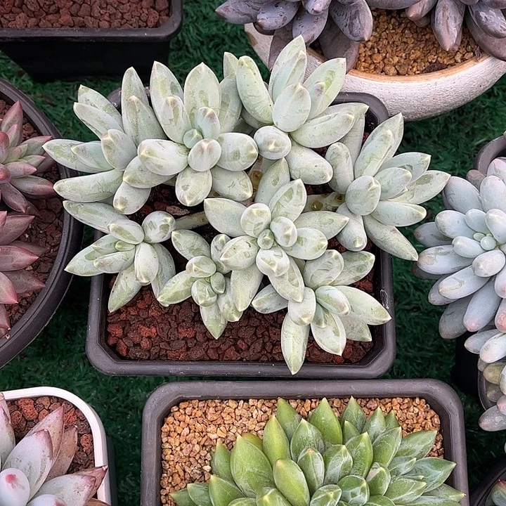 无砍平头星空美人多肉