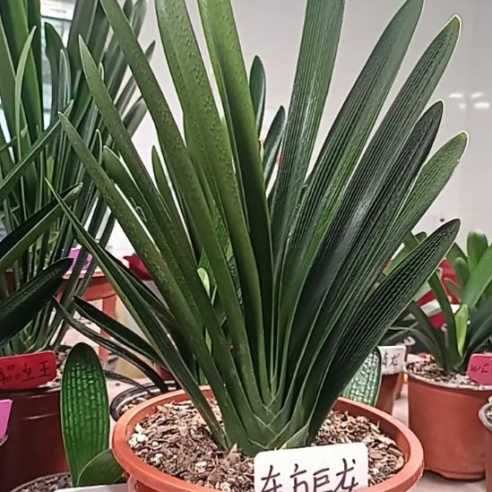 天***宝巨龙本苗