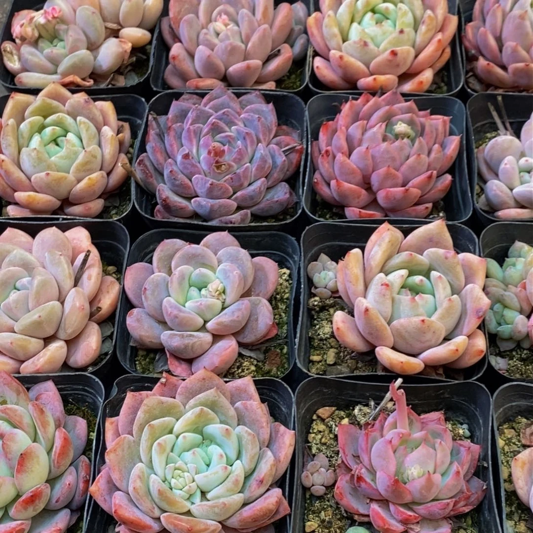 卓*王347多肉植物保护研究所所长