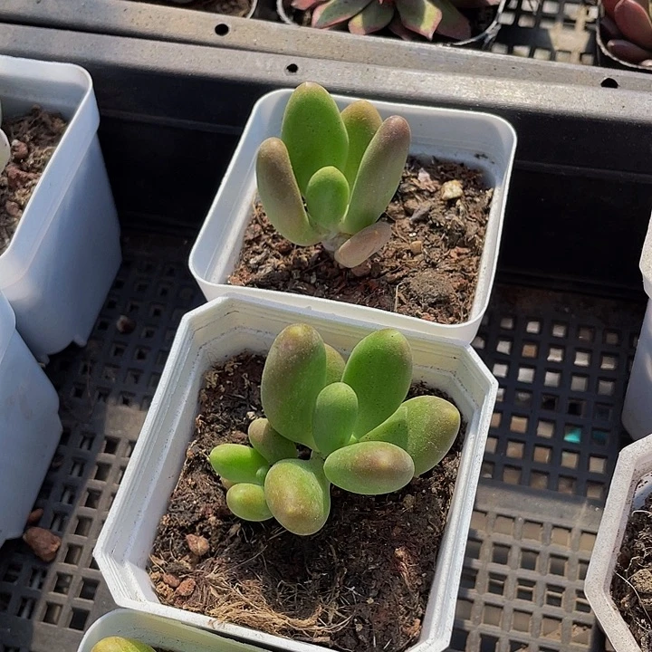 芒果奶2.8带盆土发