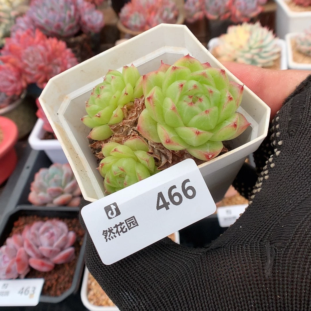 466麦秆多肉植物66666