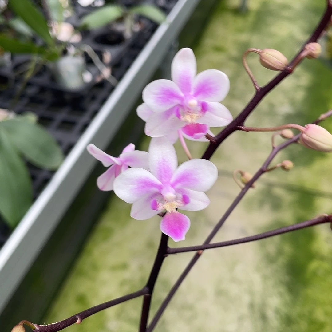 完全开放140号 开花株