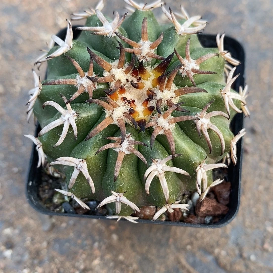 实生  猫爪圆盘5.3公分左右一物一拍