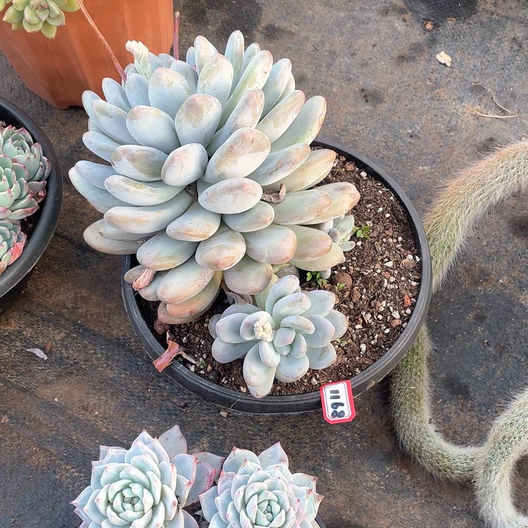 1168香水 一物一拍多肉