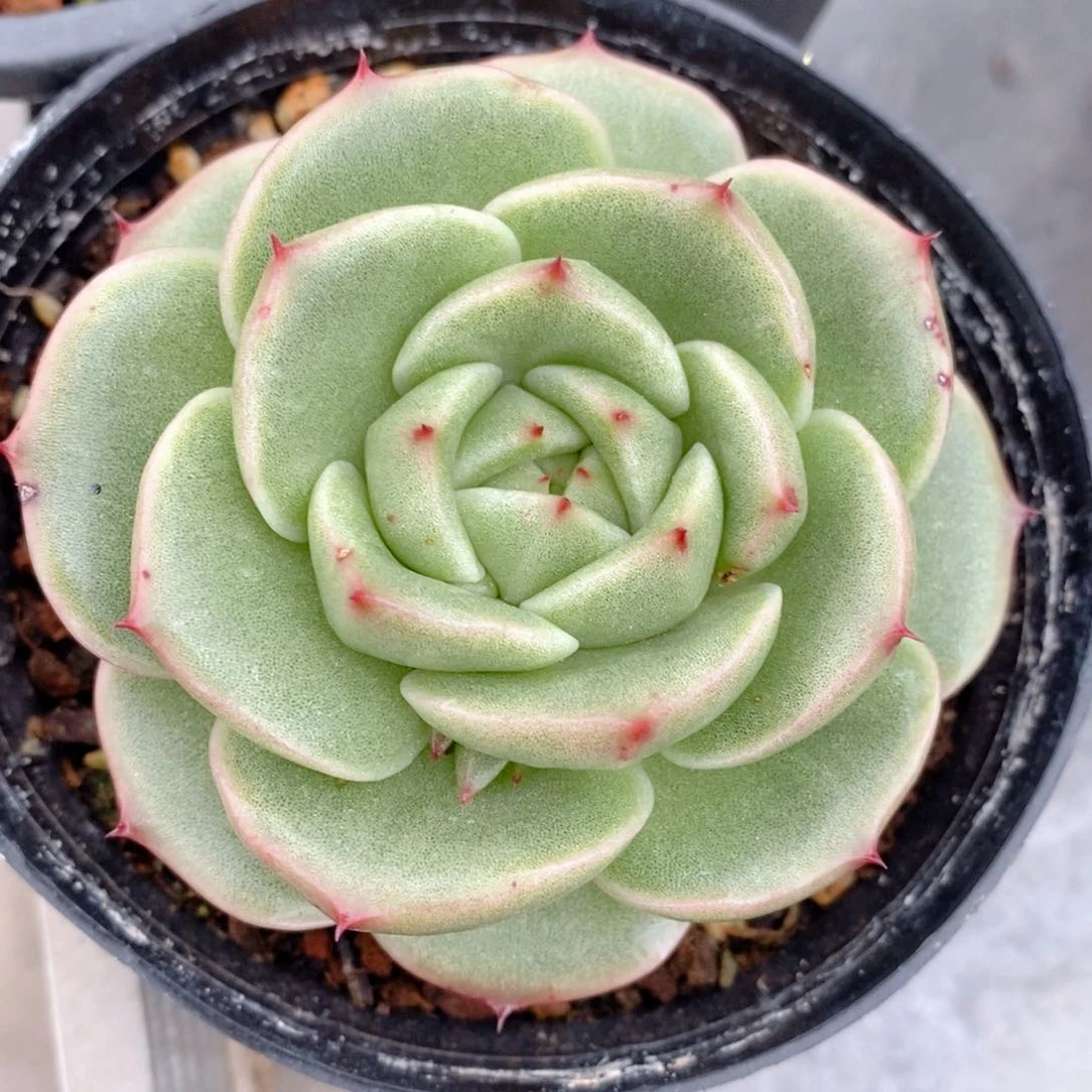 东云系多肉植物287号