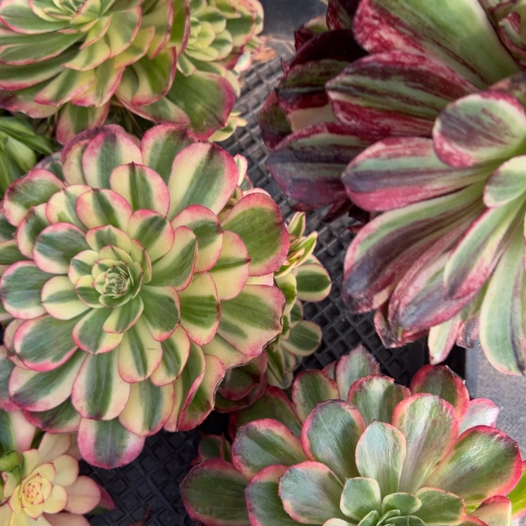 2伯爵无根多肉嘻嘻嘻