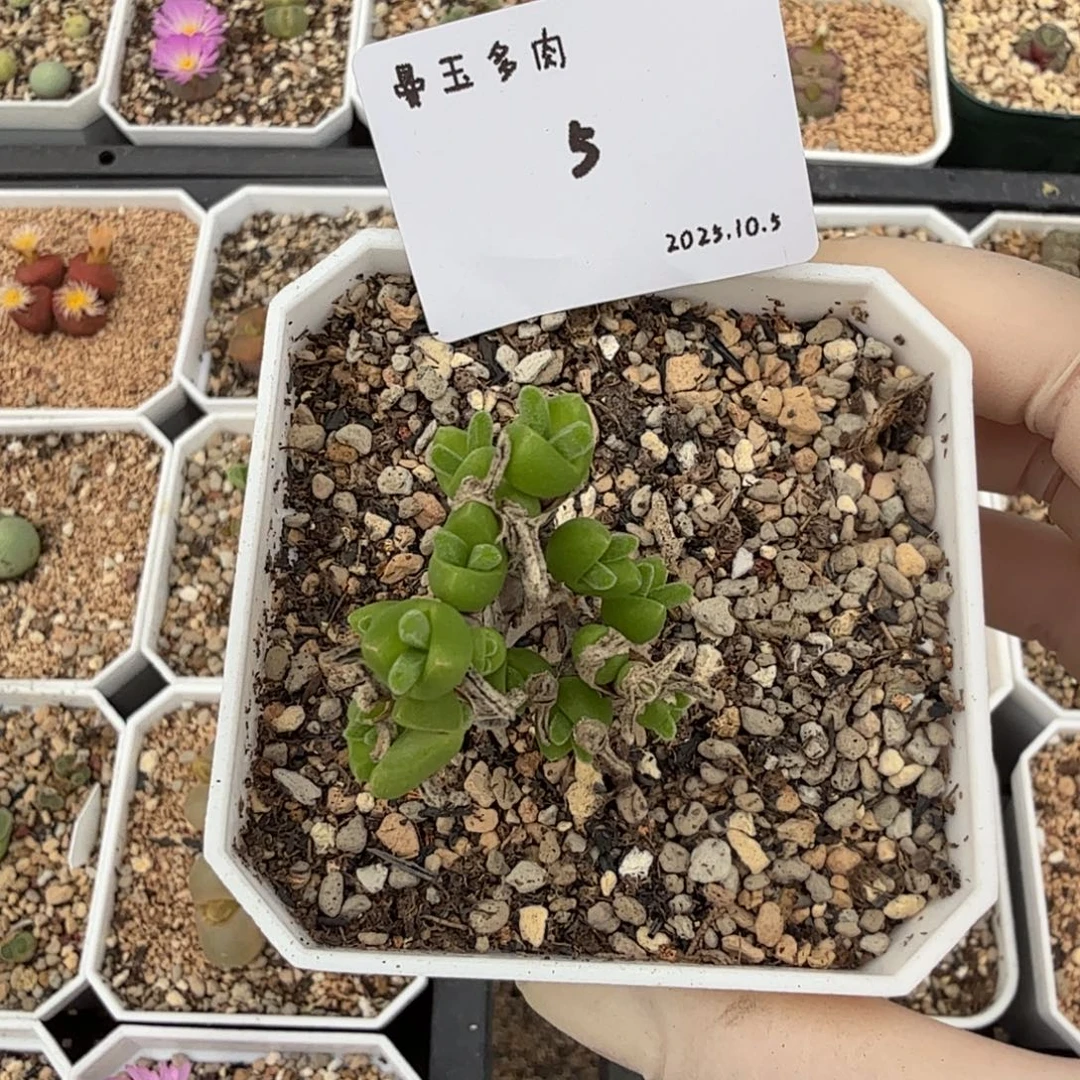 多肉多肉多肉10.5-005