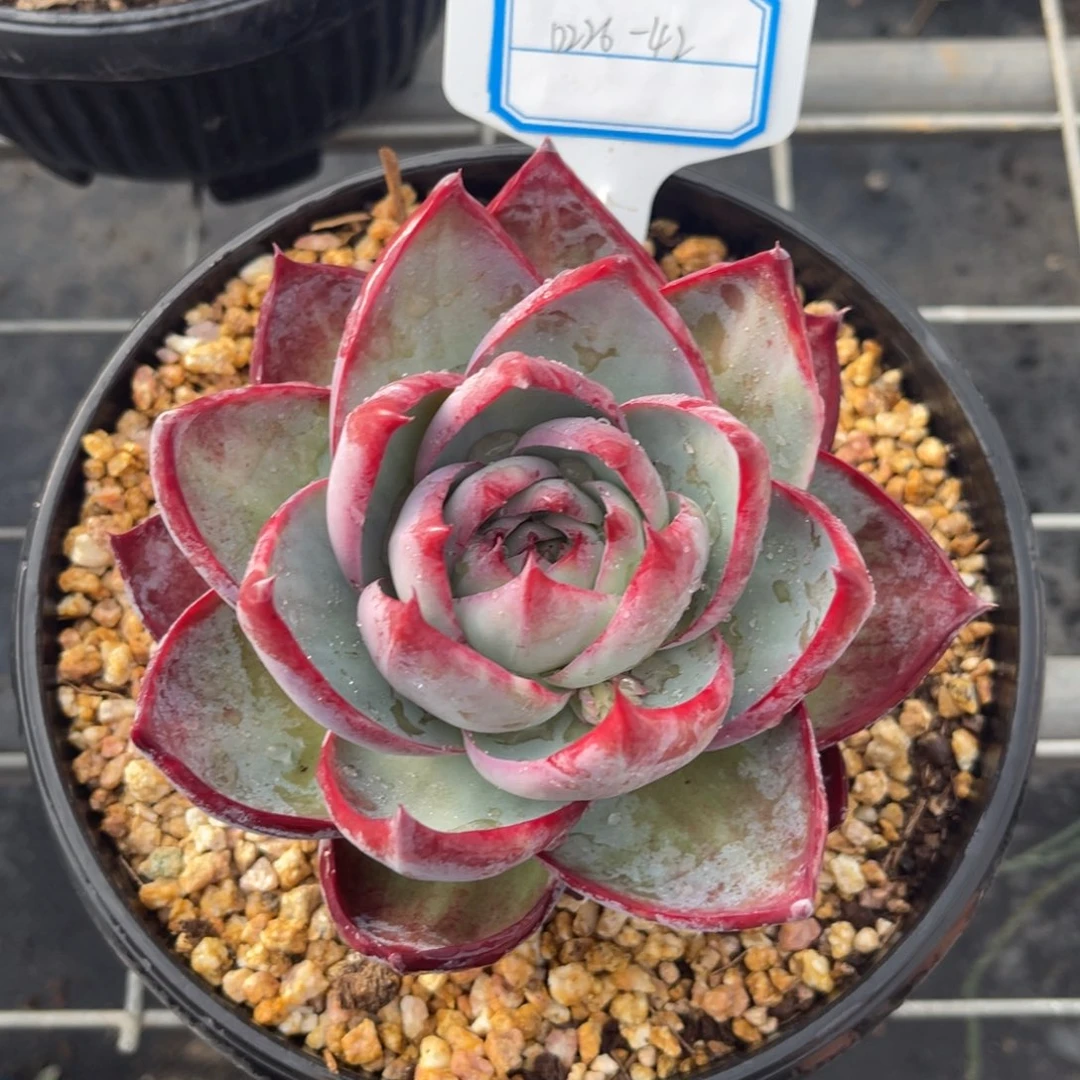 云舍多肉精选编号0226-42