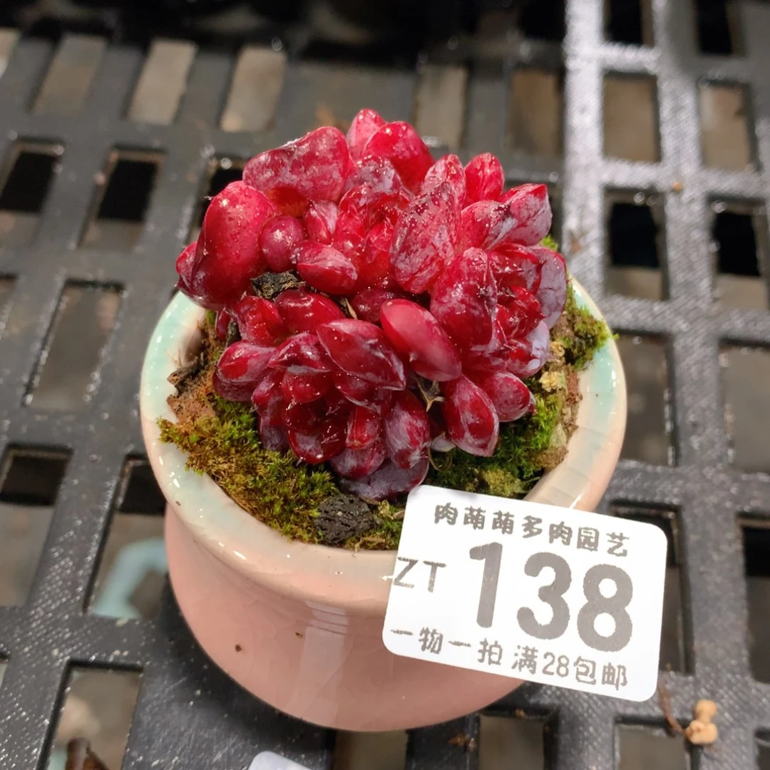肉萌萌拇指盆精控多肉ZT138