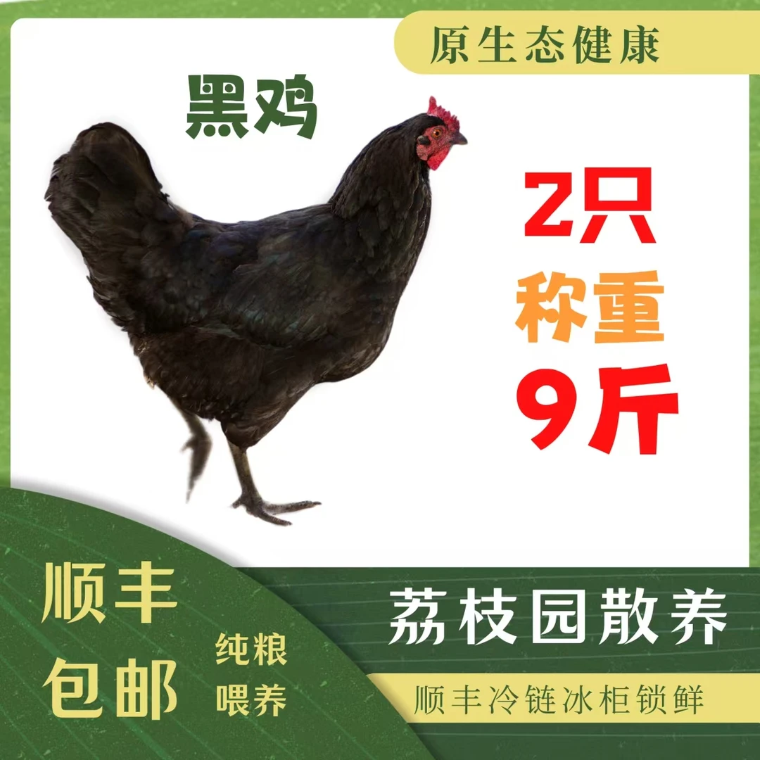 黑母鸡5只 9斤 220天以上 湛江鸡 荔枝园土鸡 喂五谷杂粮