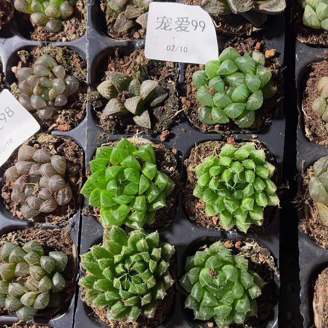 直播福利一物一拍99