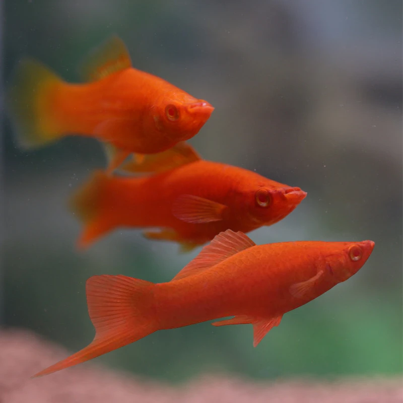 广东发货红剑鱼热带鱼活体小型光赏鱼群游宠物胎生淡水鱼耐活皮实