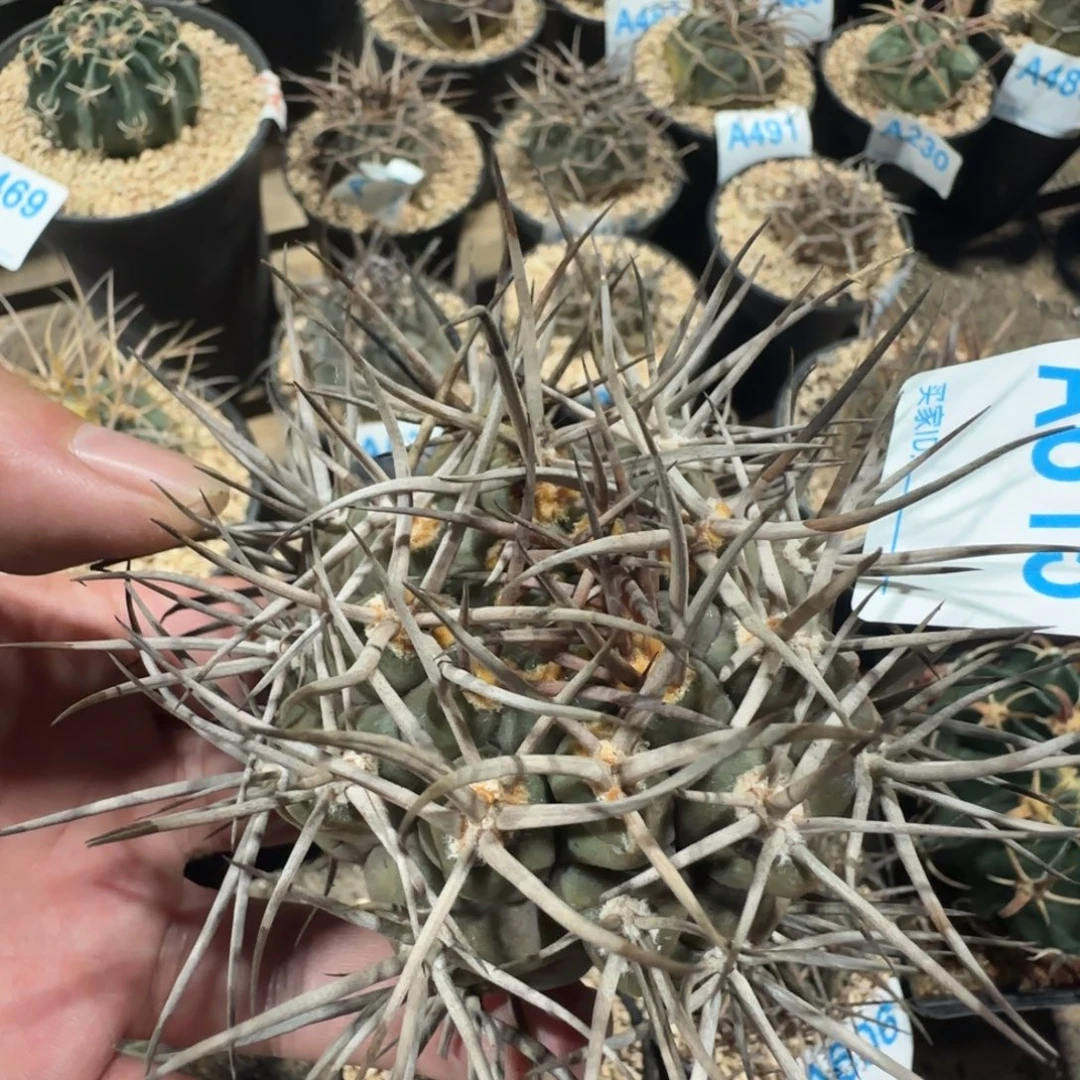 摩天龙 自根仙人球615