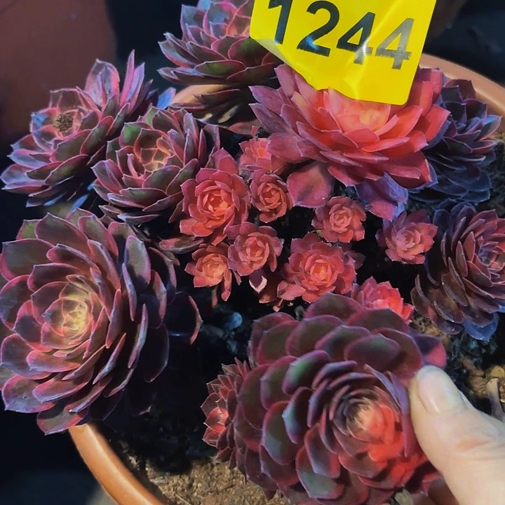 多肉植物黑膜锦1244