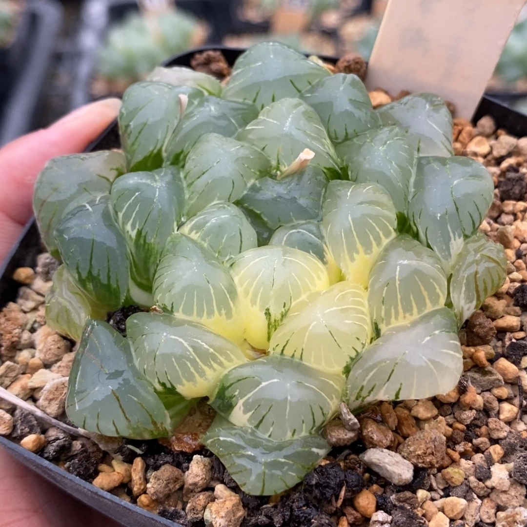 47实生玉露锦一物一拍
